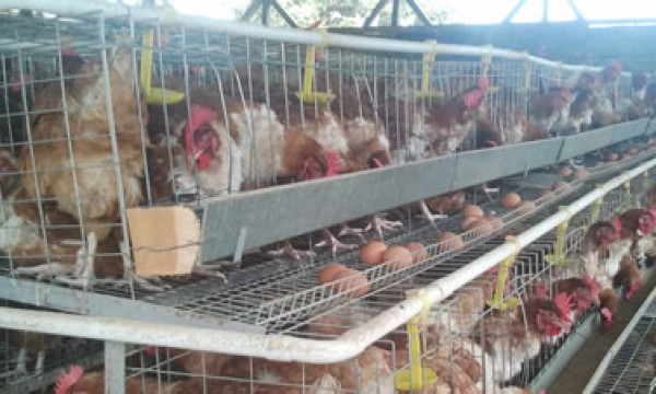 Ecochicks Poultry Ltd 0727087285 Ecochicks Poultry Ltd Is The Largest