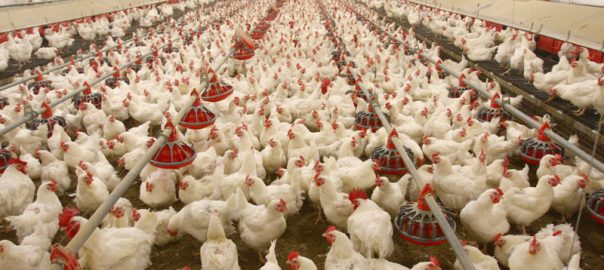 poultry business