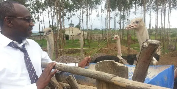 How To Start Ostrich Farming In Kenya Ecochicks Poultry Ltd