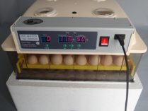48 eggs incubator