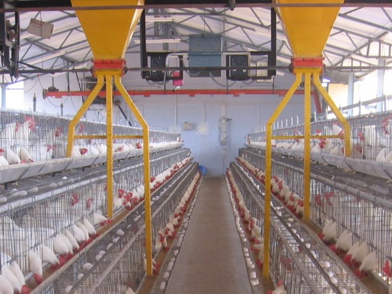 A List of poultry farming equipment and their uses