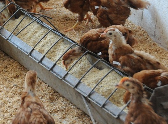 List Of Poultry Farming Equipment And Their Uses