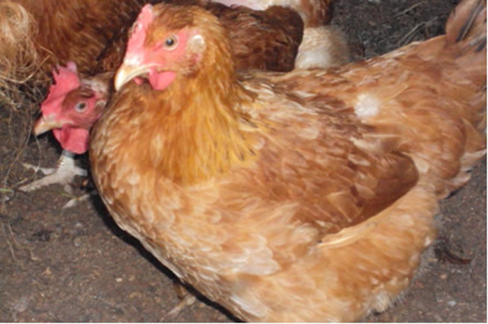 kenbro chicken breed in Kenya