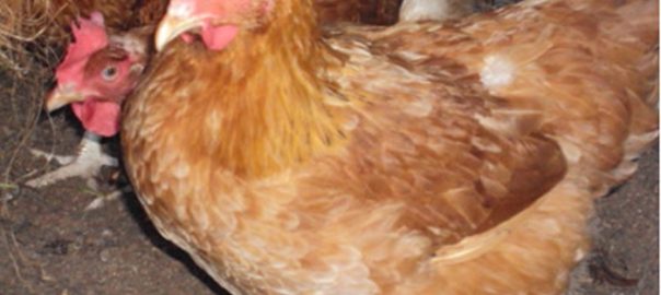 Poultry farmers adopt improved indigenous breed of chicken