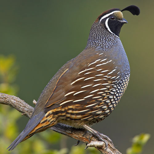 quail animal