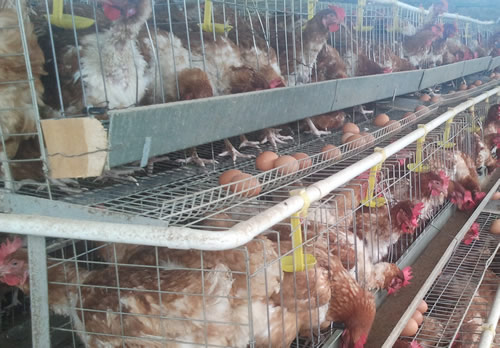 chicken cage for sale in kenya - Ecochicks Poultry 0727087285