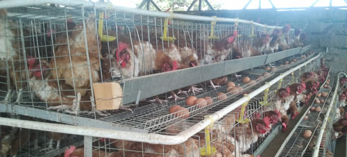 chicken cage for sale in kenya