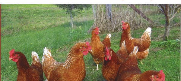 kienyeji chicken farming manual