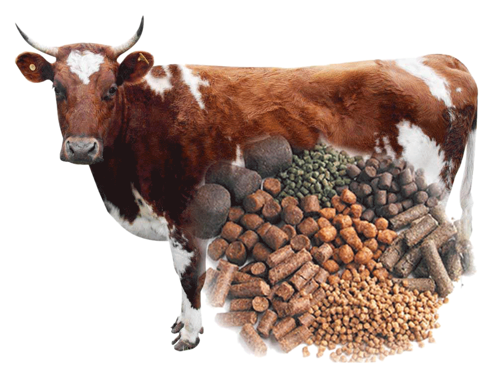 Cattle Feed Pellets Making Guide - Ecochicks Ltd 0727087285