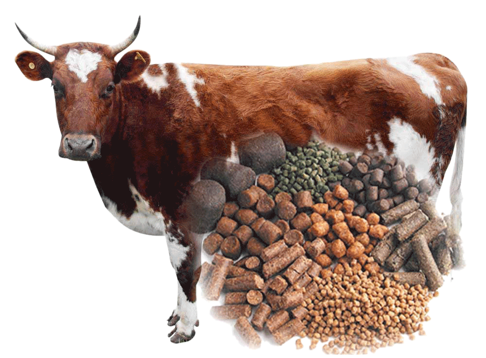 What Is Cattle Feed Made Of?