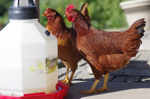 Chicken vaccines and their prices