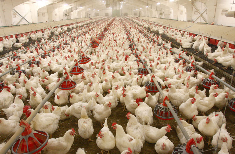 10 Tips for Growing / Expanding Your Poultry Business in Kenya