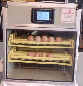 Best egg incubator in kenya