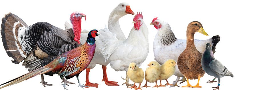 how-to-start-poultry-farming-in-india-follow-these-6-easy-steps