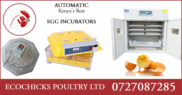 Ecochicks eggs incubators