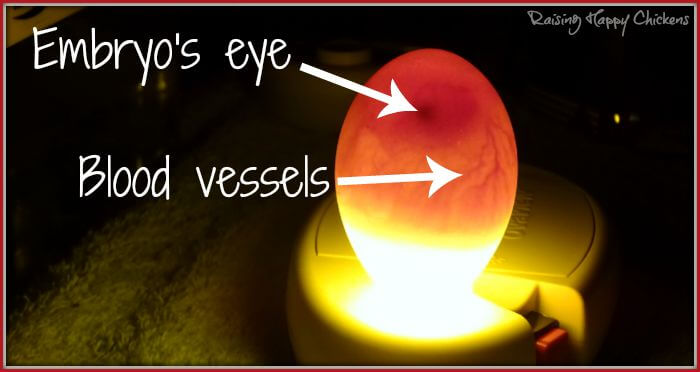 embryos in eggs