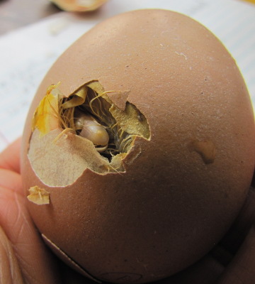 What are the reasons for a high rate of piped eggs that do not hatch