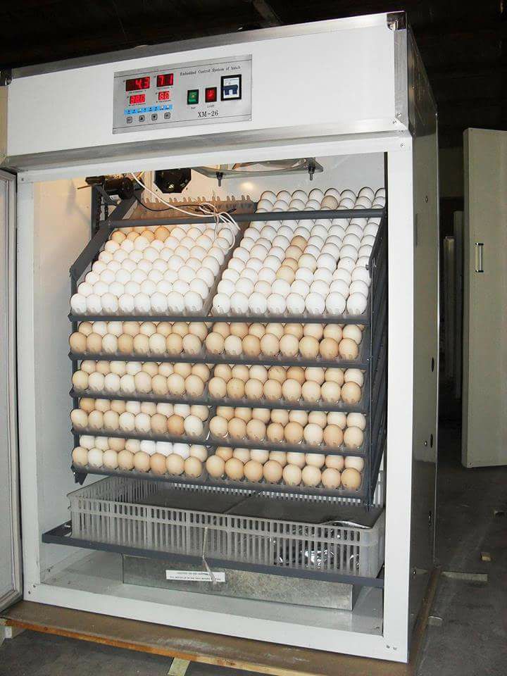 cost-of-setting-up-a-poultry-hatchery-ecochicks-poultry-ltd