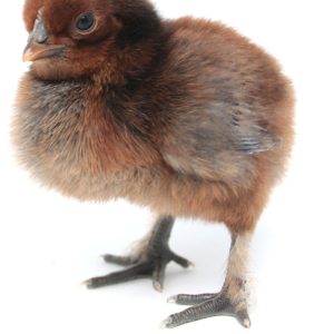 week old kuroiler chick