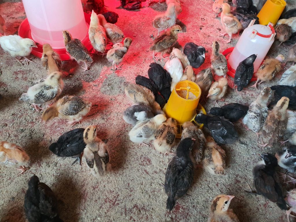 Genuine 2 weeks old chicks kuroiler and improved kienyeji