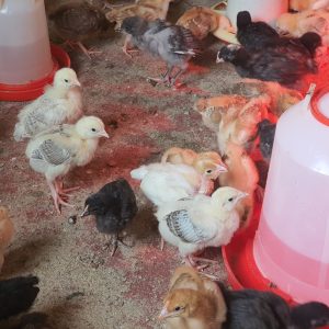 Kienyeji chicken prices in Nairobi