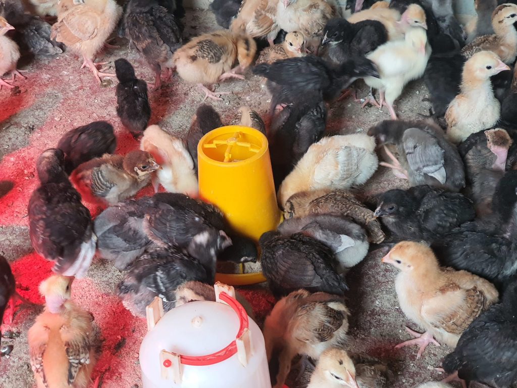 2 weeks old chicks healthy and vaccinated kuroiler and improved kienyeji