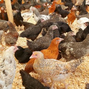where to buy kienyeji chicken in nairobi