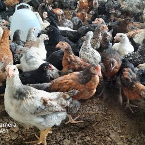 3 weeks old chicks kuroiler and improved kienyeji