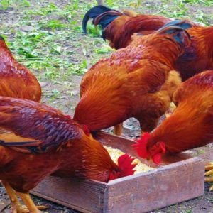 2 months old chicks amazing Eco kuroiler and improved kienyeji