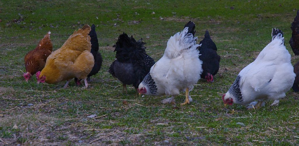 1 month old chicks kuroiler and improved kienyeji