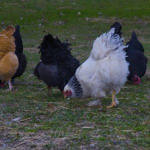 1 month old chicks kuroiler and improved kienyeji