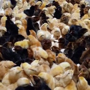 Amazing Eco 3 day old chicks kuroiler and improved kienyeji