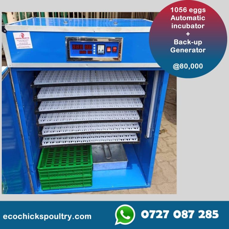 1056 Eggs incubator in Kenya