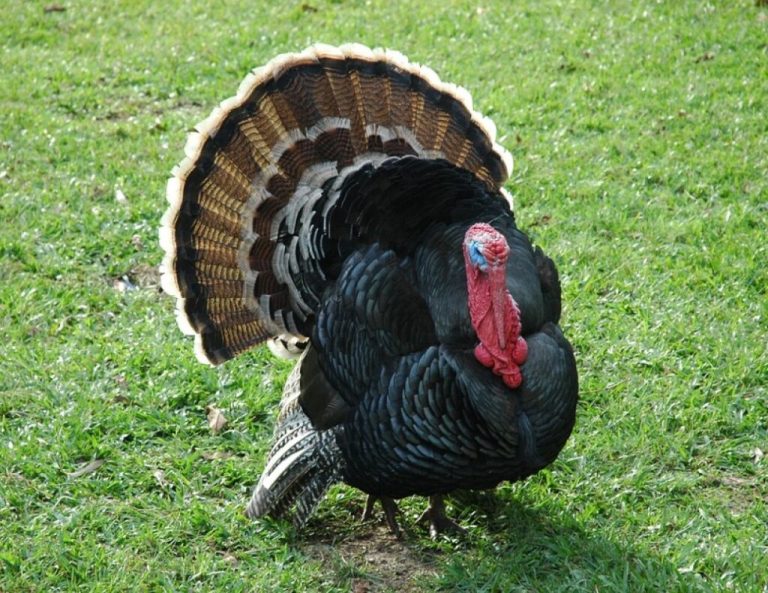 Turkey farming in Kenya Ecochicks Poultry Ltd 0727087285