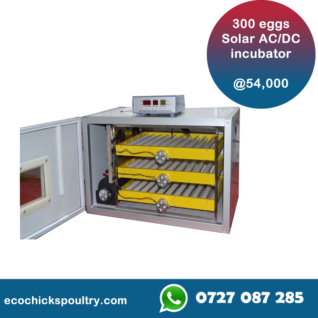 300 Eggs Solar Automatic Incubator Ecochicks Poultry Ltd