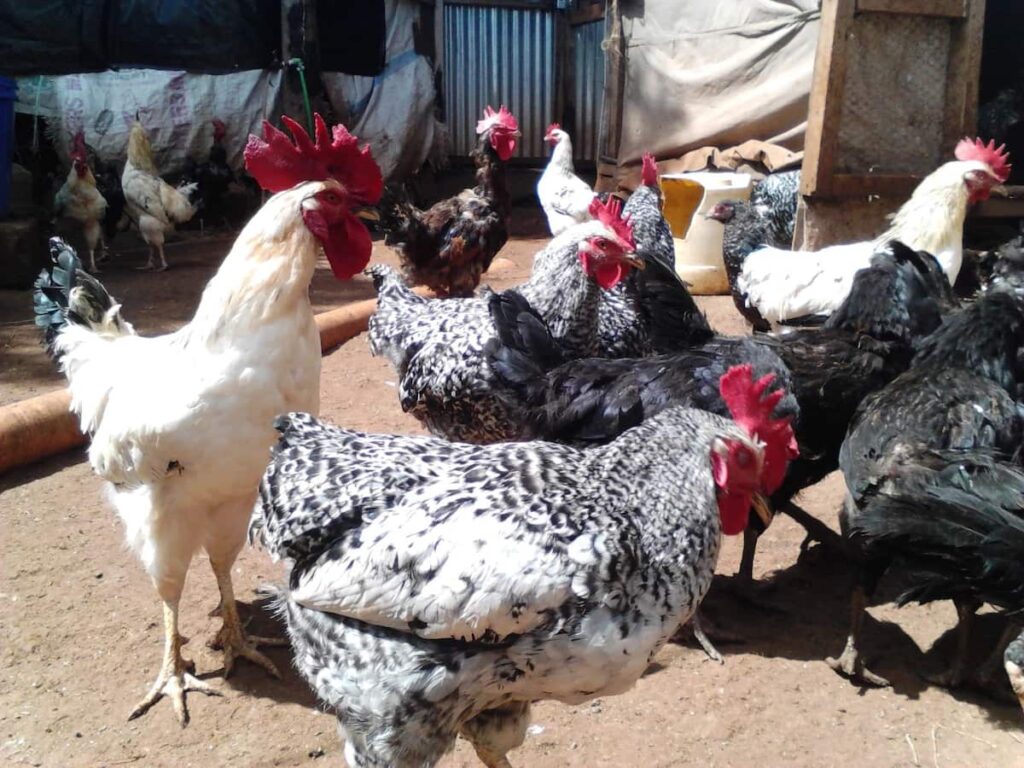 What is Kari improved Kienyeji chicken