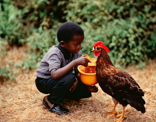 kienyeji-chicken-feeding-chart-ecochicks-poultry-ltd