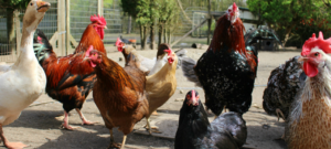 Keyari Chicken Kari Kienyeji chicken prices - Ecochicks Poultry Limited