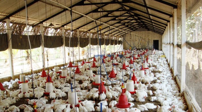 Cost Of Rearing 100 Broilers In Kenya Ecochicks Poultry Ltd