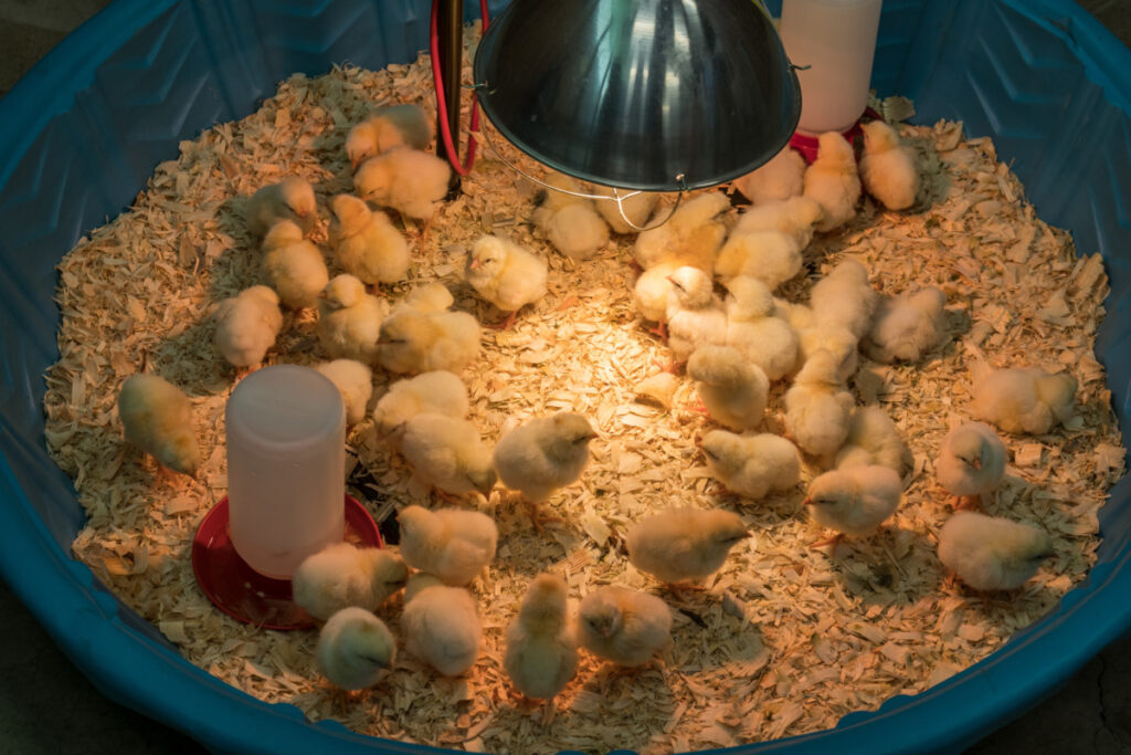 Step by step guide on how to brood chicks