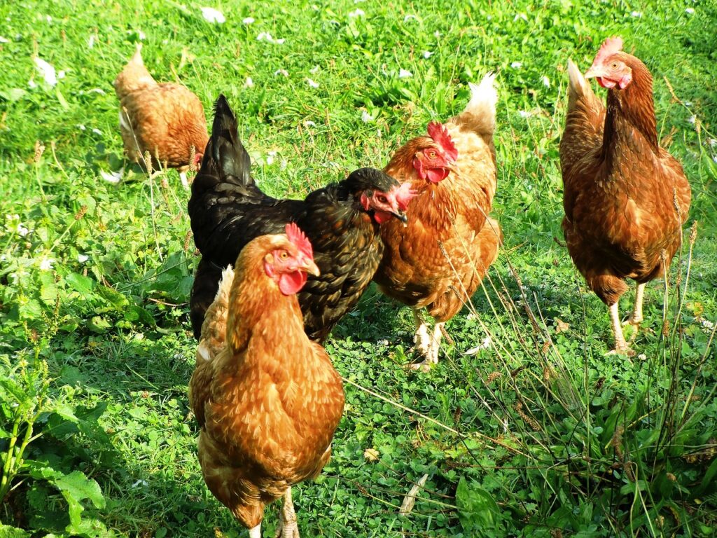 Is Kienyeji Chicken Farming Profitable