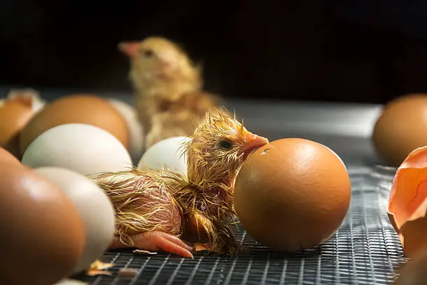 Egg Incubation FAQ